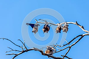 Grey-headed flying foxes hanging in a tree. Australian native animal mega bat