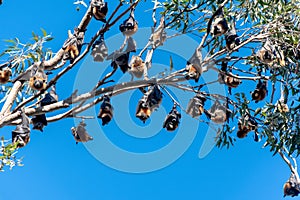 Grey-headed flying foxes hanging in a tree. Australian native animal mega bat