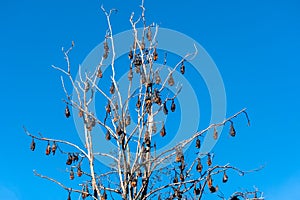 Grey-headed flying foxes hanging in a tree. Australian native animal mega bat