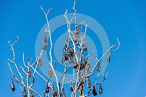 Grey-headed flying foxes hanging in a tree. Australian native animal mega bat