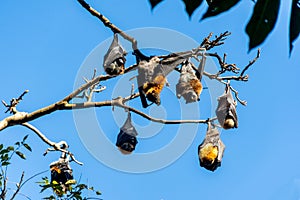 Grey-headed flying foxes hanging in a tree. Australian native animal mega bat