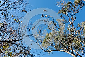 Grey-headed flying foxes hanging in a tree. Australian native animal mega bat