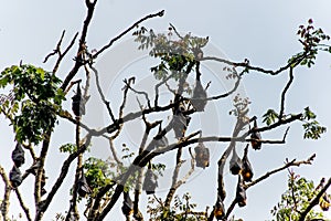 Grey-headed flying foxes hanging in a tree. Australian native animal mega bat