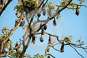 Grey-headed flying foxes hanging in a tree. Australian native animal mega bat