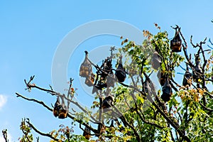 Grey-headed flying foxes hanging in a tree. Australian native animal mega bat