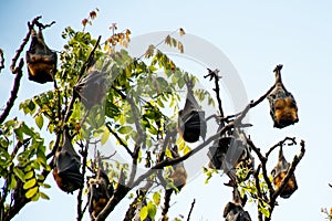 Grey-headed flying foxes hanging in a tree. Australian native animal mega bat