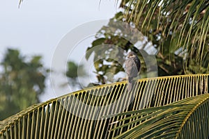 Grey-headed goshawk or Accipiter poliocephalus seen in Nimbokrang in West Papua photo