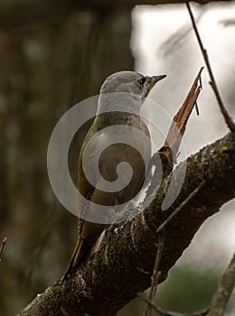 Grey-headed or grey-faced woodpecker female Picus canus