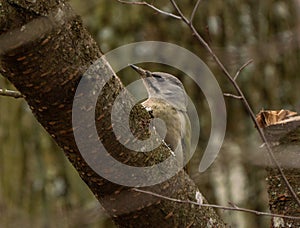 Grey-headed or grey-faced woodpecker female Picus canus