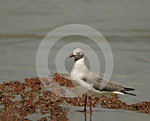 Grey-headed Gull
