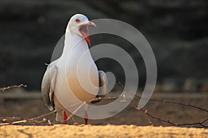 Grey-headed gull