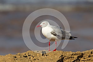 Grey headed Gull