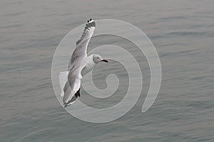 Grey-headed gull flying over the ocean