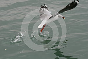 Grey-headed gull flying over the ocean