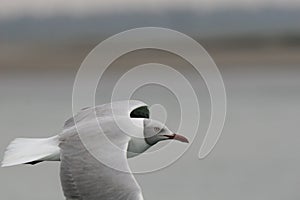 Grey-headed gull flying over the ocean close up
