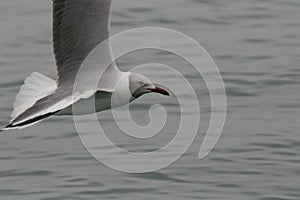 Grey-headed gull flying over the ocean close up