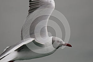 Grey-headed gull flying over the ocean close up