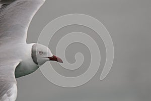 Grey-headed gull flying over the ocean close up