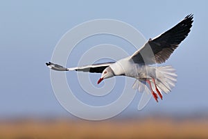 Grey-headed Gull hovering