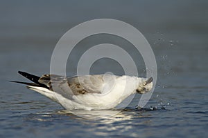 Grey-headed gull