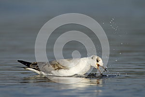Grey-headed gull