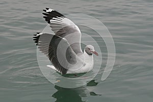 Grey-headed gull landing on the ocean close up