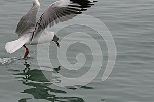 Grey-headed gull landing on the ocean close up