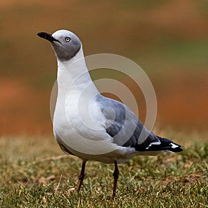 Grey-headed Gull in Northern South Africa
