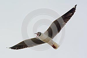 Grey-Headed Gull screaming