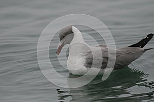 Grey-headed gull sitting on the ocean