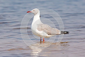 Grey headed gull standing in river