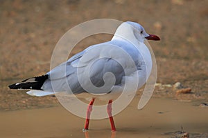 Grey-headed gull