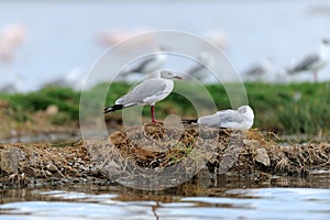 Grey-Headed Gulls (Larus cirrocephalus)