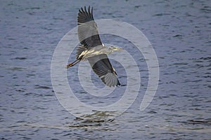 Grey Headed Heron Flying