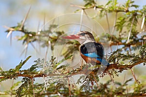 Grey-headed Kingfisher