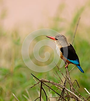 Grey-Headed Kingfisher