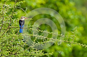 Grey-Headed Kingfisher