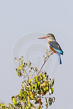 Grey-headed Kingfisher on branch