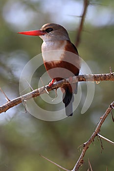 Grey-headed kingfisher (halcyon leucocephala)