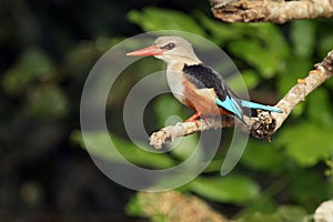 The grey-headed kingfisher Halcyon leucocephala sitting on the branch with green background