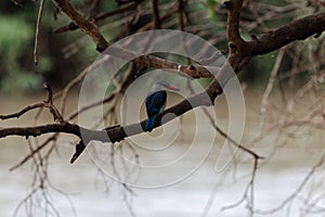 Grey-headed kingfisher Halcyon leucocephala in a tree