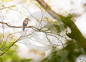 Grey-headed Kingfisher photo