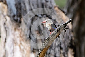 Grey headed Kingfisher on its perch