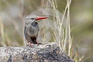Grey-headed Kingfisher on rock