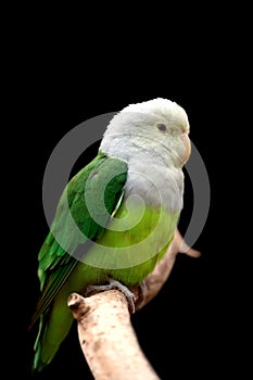 Grey Headed Lovebird