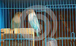 Grey-headed Lovebird