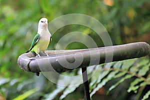 Grey-headed lovebird photo