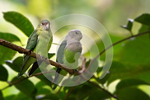 Grey-headed Lovebird - Agapornis canus photo