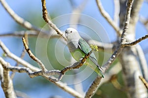 Grey-headed lovebird, ifaty photo