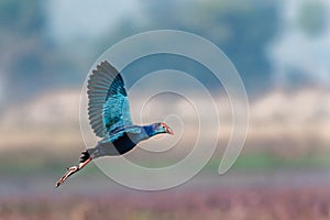 Grey-headed swamphen